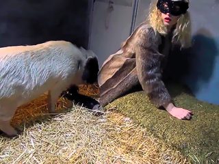 Zoo pig porn