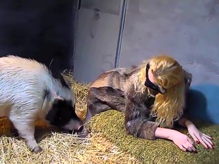 Zoo pig porn