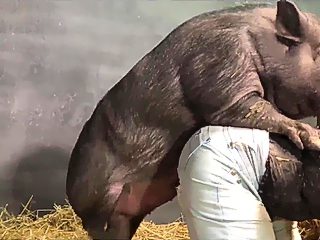 Pig and girl porn