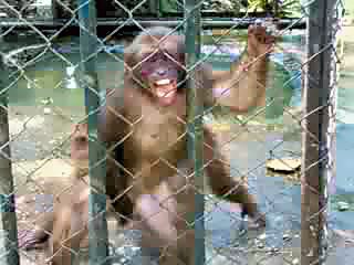 monkey sex in zoo