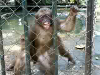 Sexinzoo - monkey sex in zoo