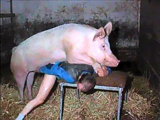 Man screamed in fear while he was being fucked by a pig