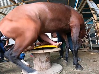 Screaming horse fuck